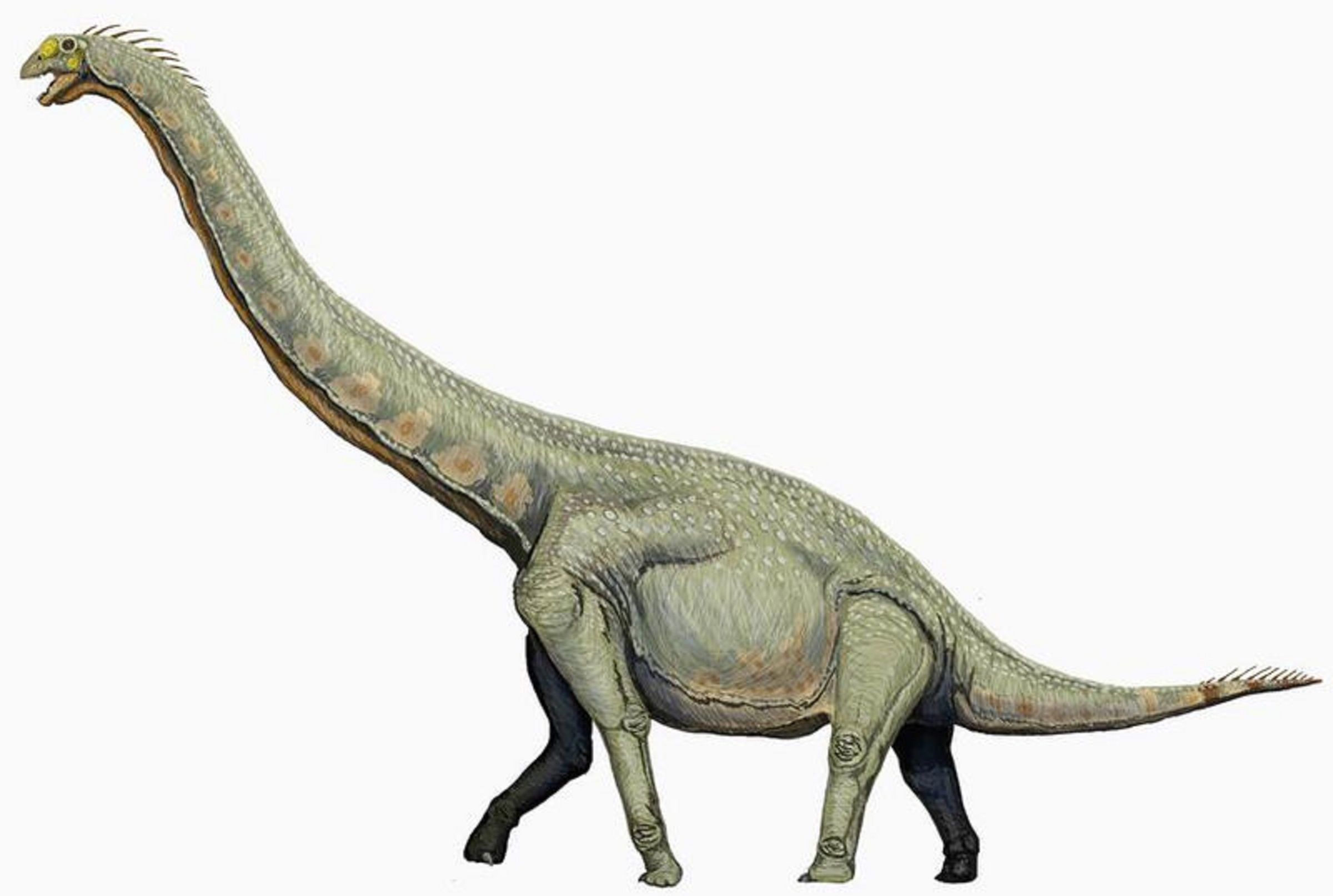 Титанозавр Бревипароп