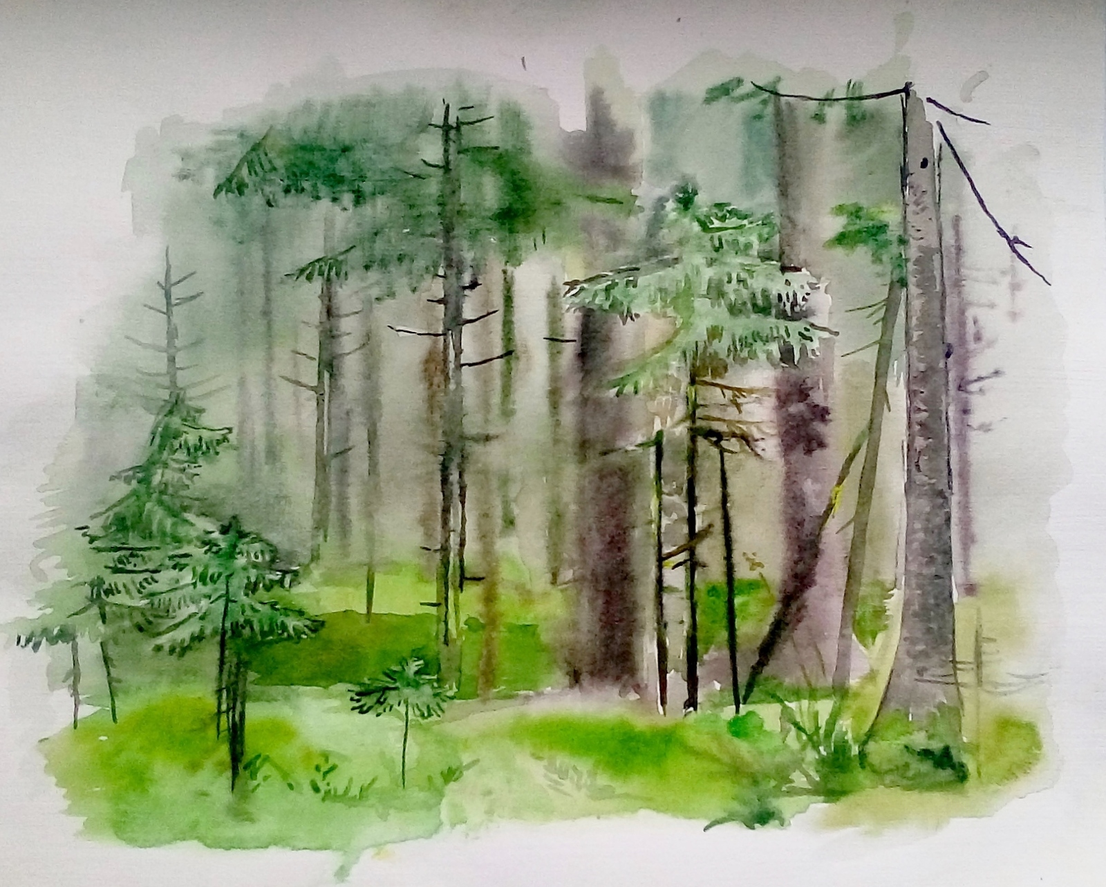 Густой лес акварелью