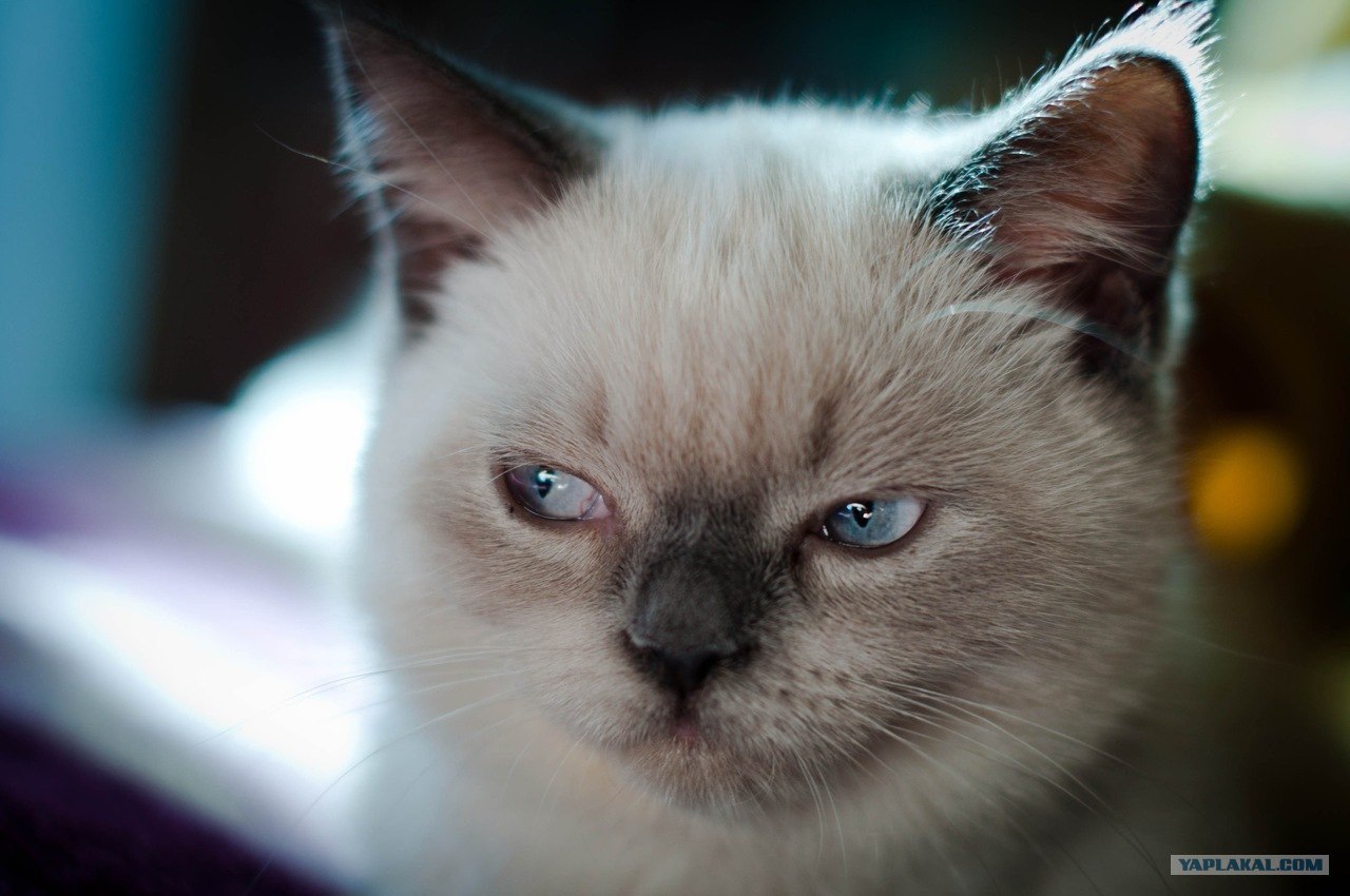 Кот с прищуренными глазами