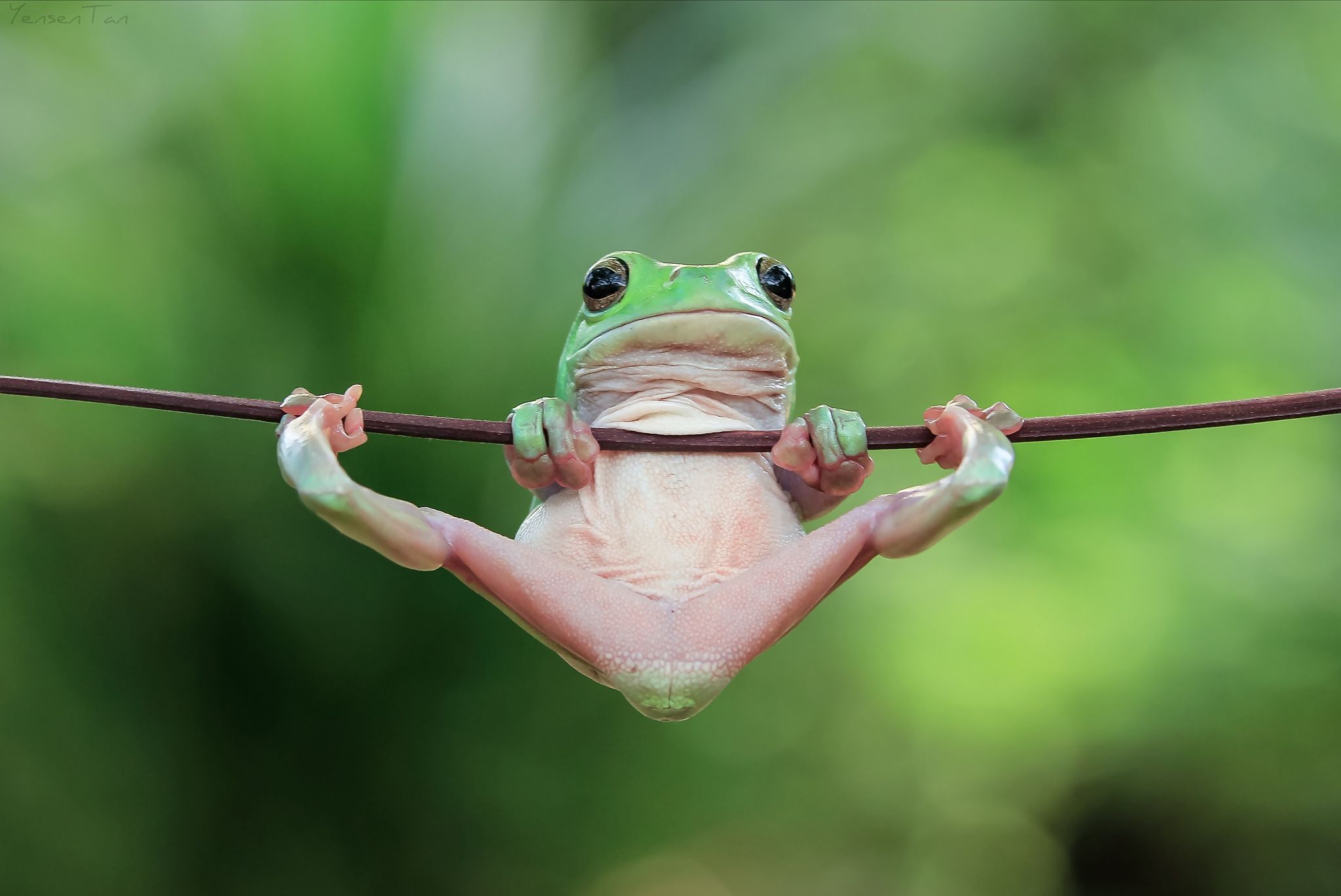 Смешная жаба