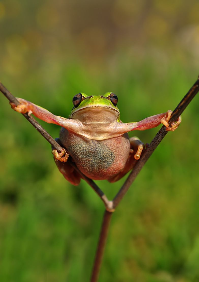 Лягушка жабка