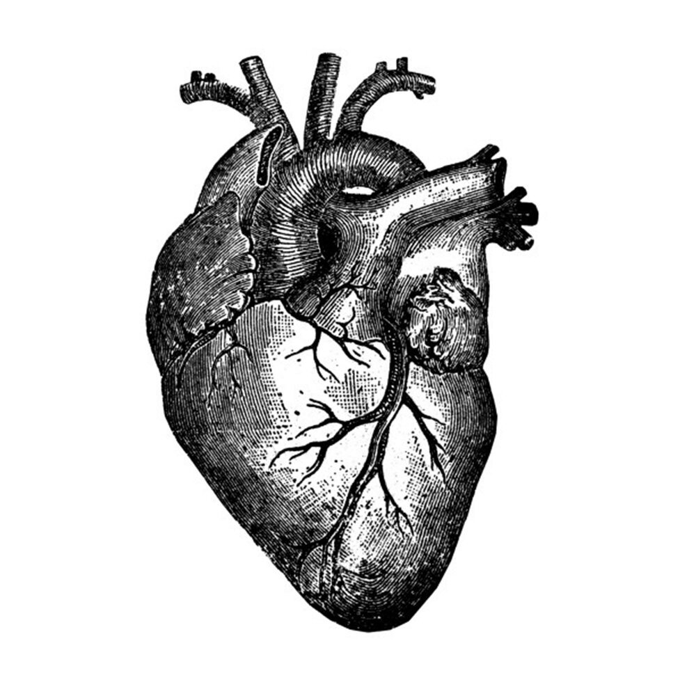 Сердце анатомия