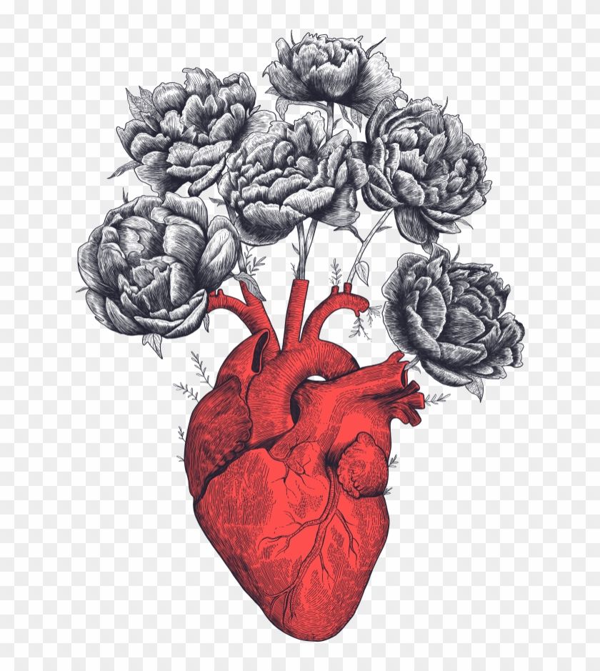 сердце анатомия рисунок - 7265306
