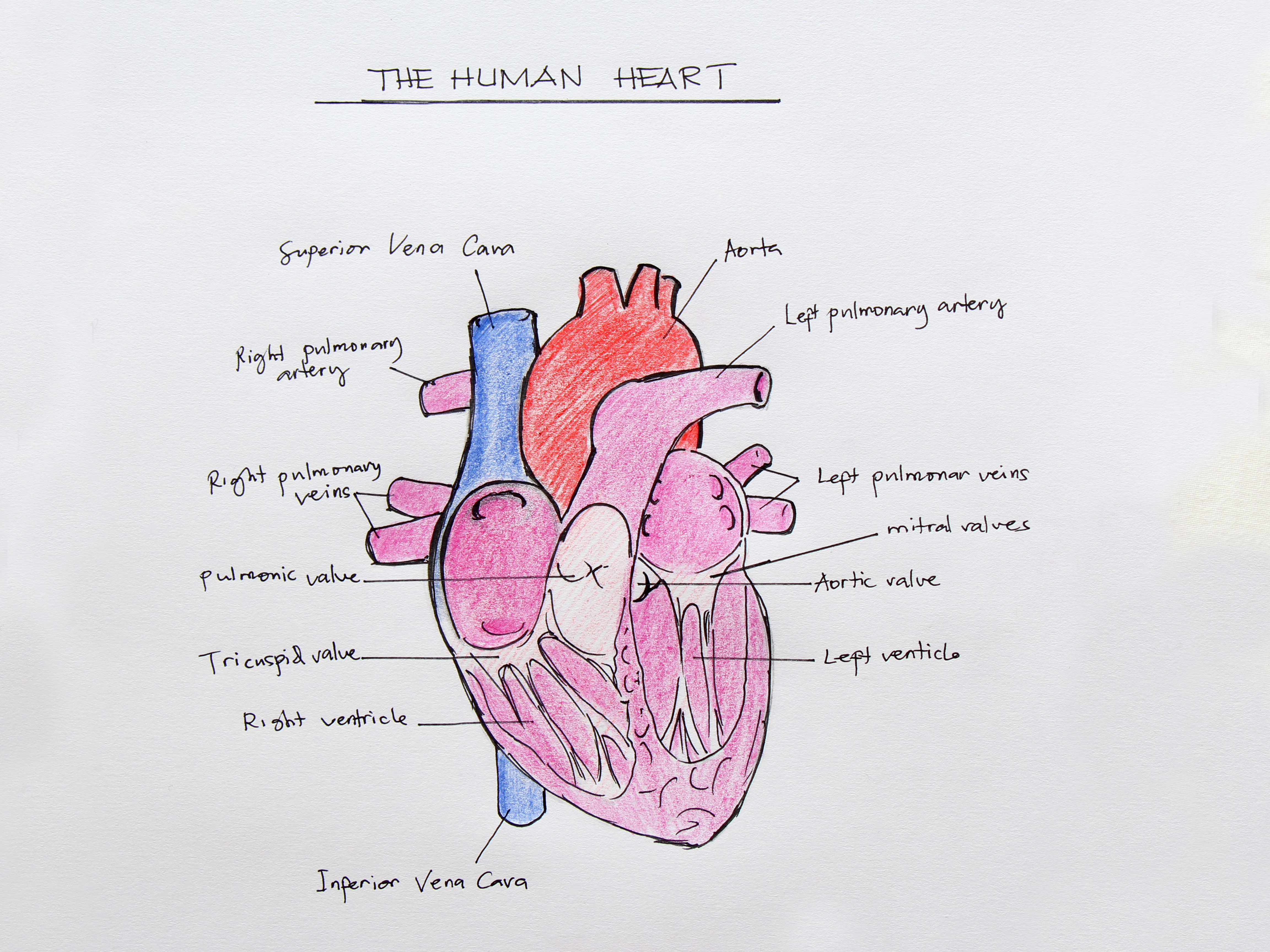 Человеческое сердце с обозначениями
