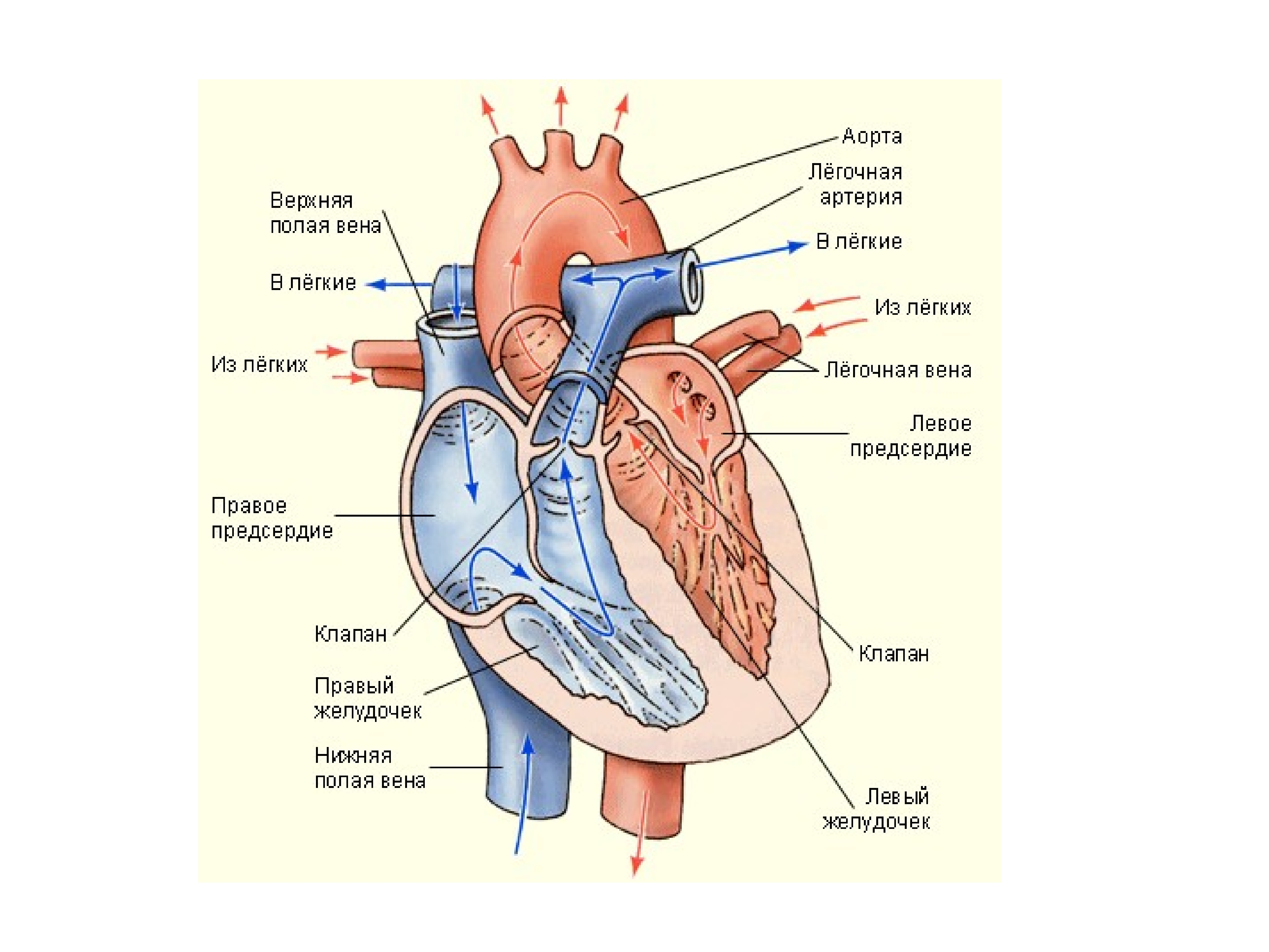Анатомическое строение сердца человека