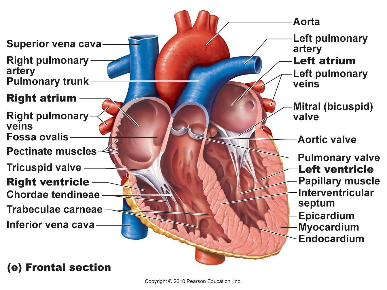 Предсердия сердца анатомия