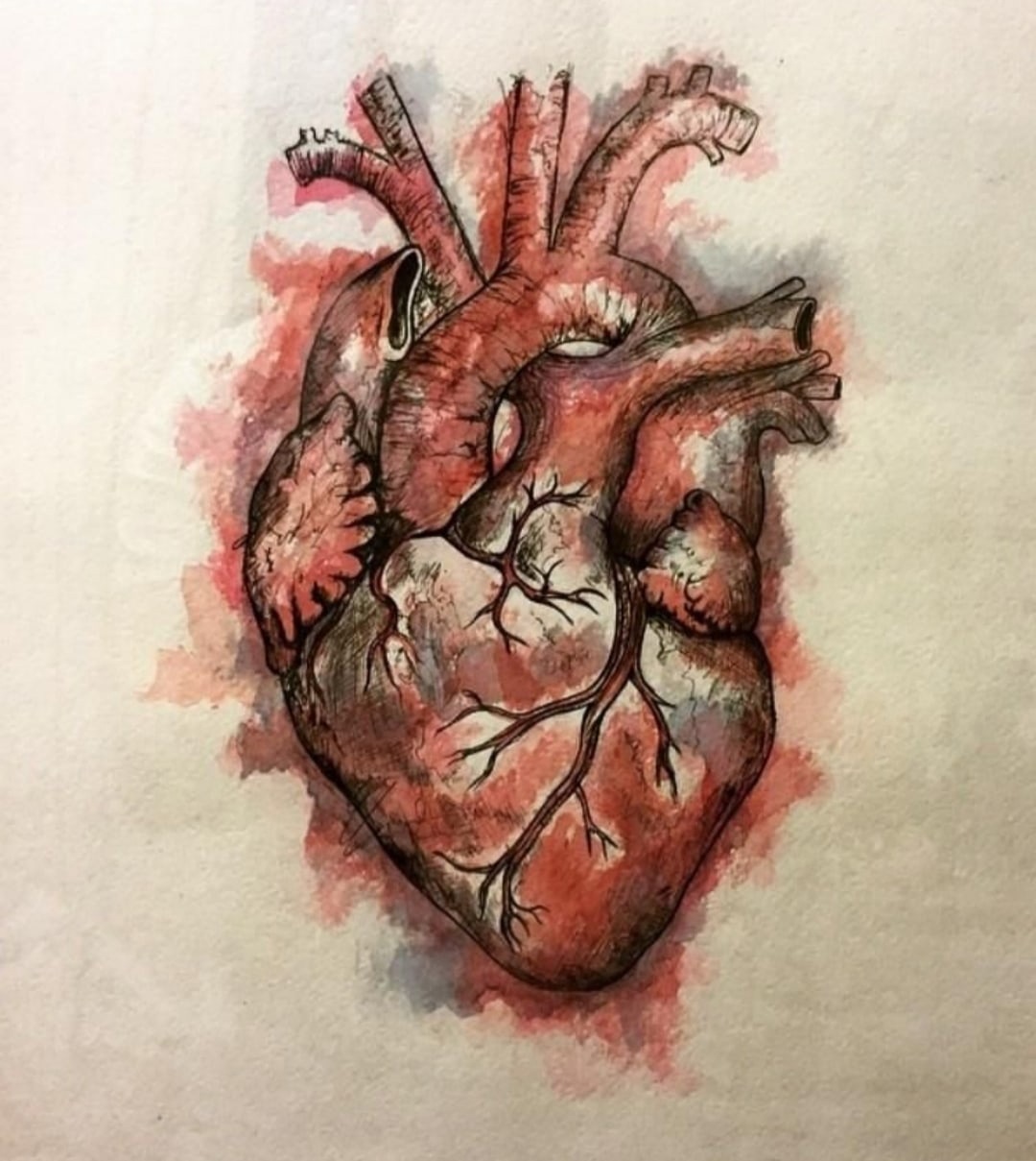 Анатомическое сердце акварель