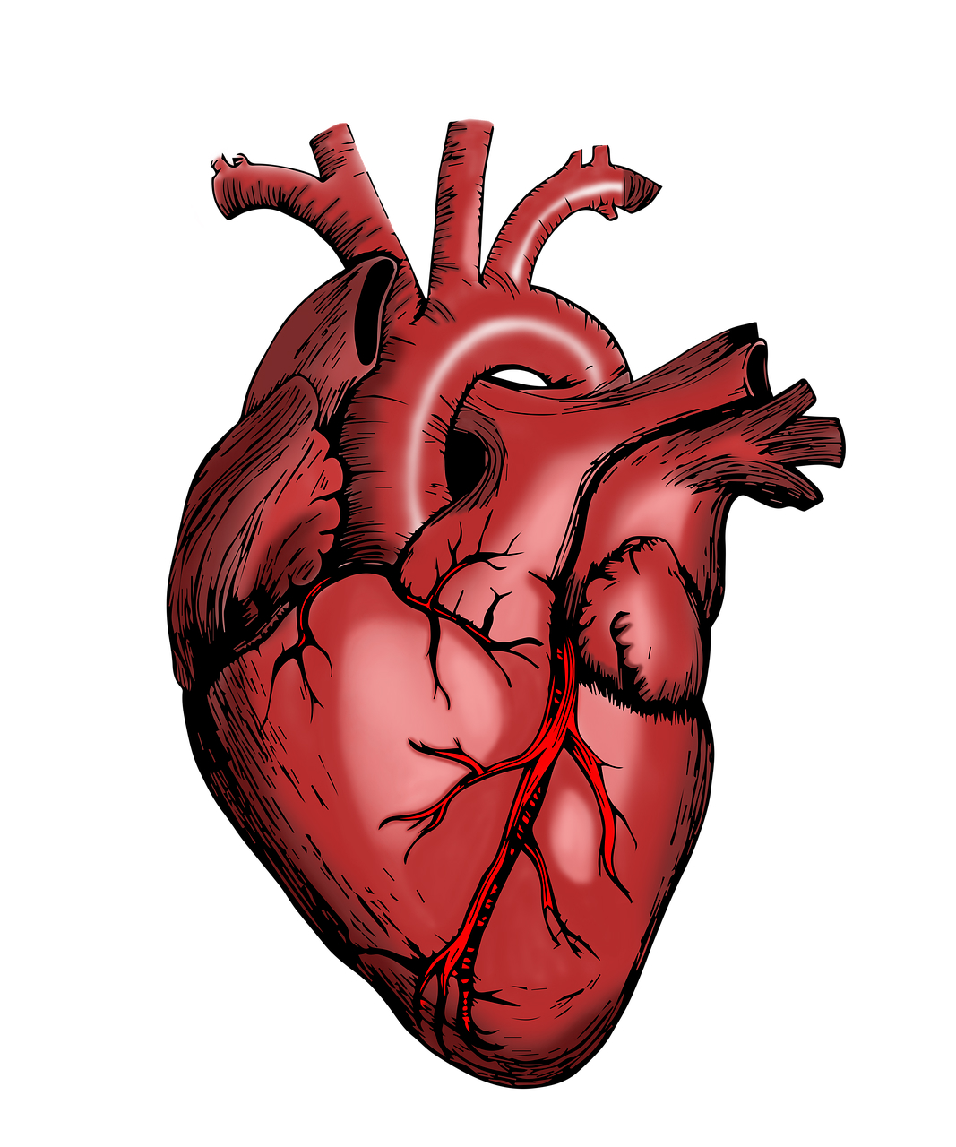 Полулунный клапан сердца