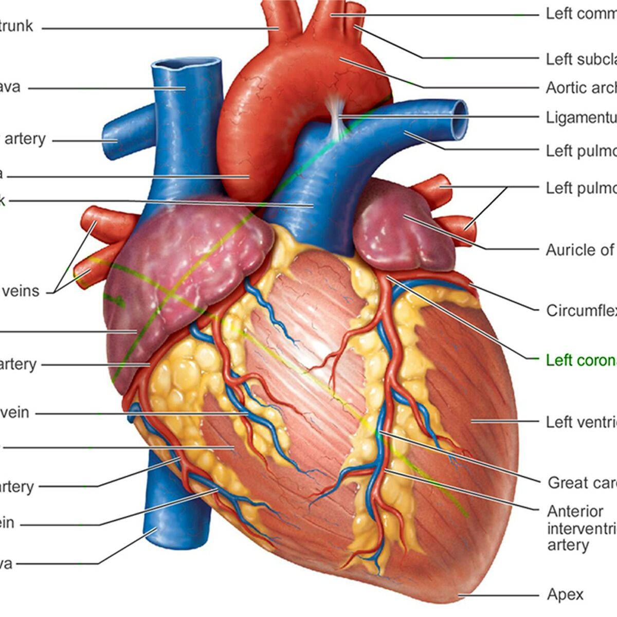 Васкуляризация сердца артерии вены