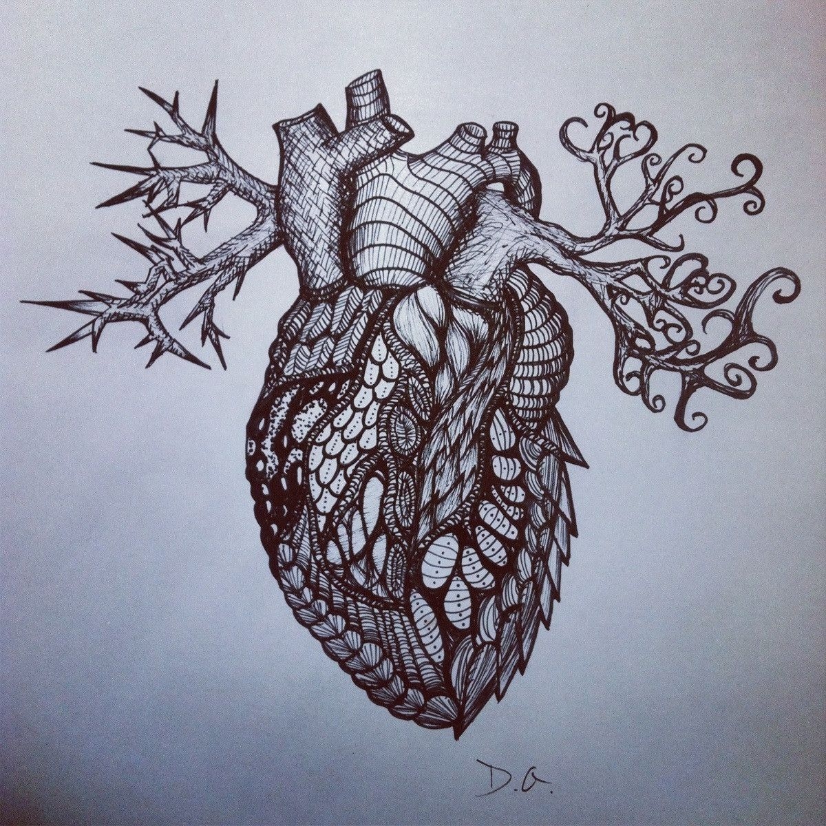 Анатомическое сердце Графика