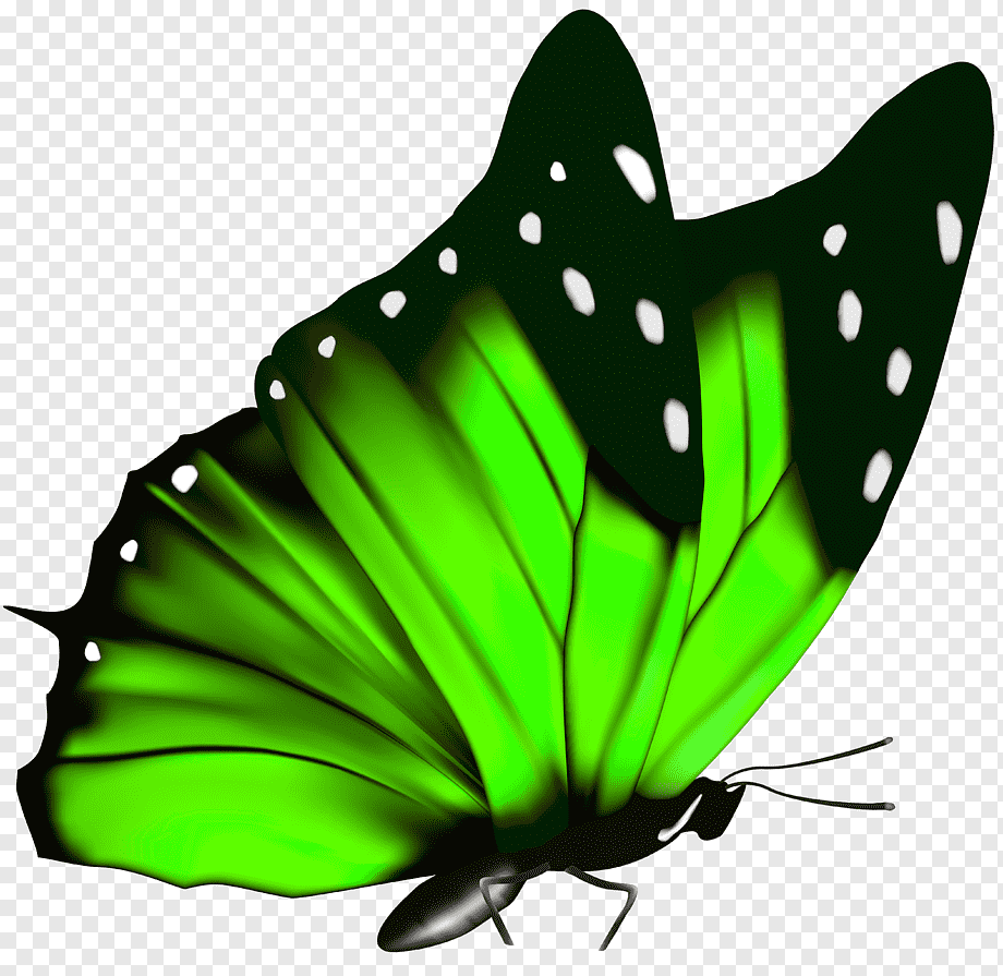 Бабочка без фона