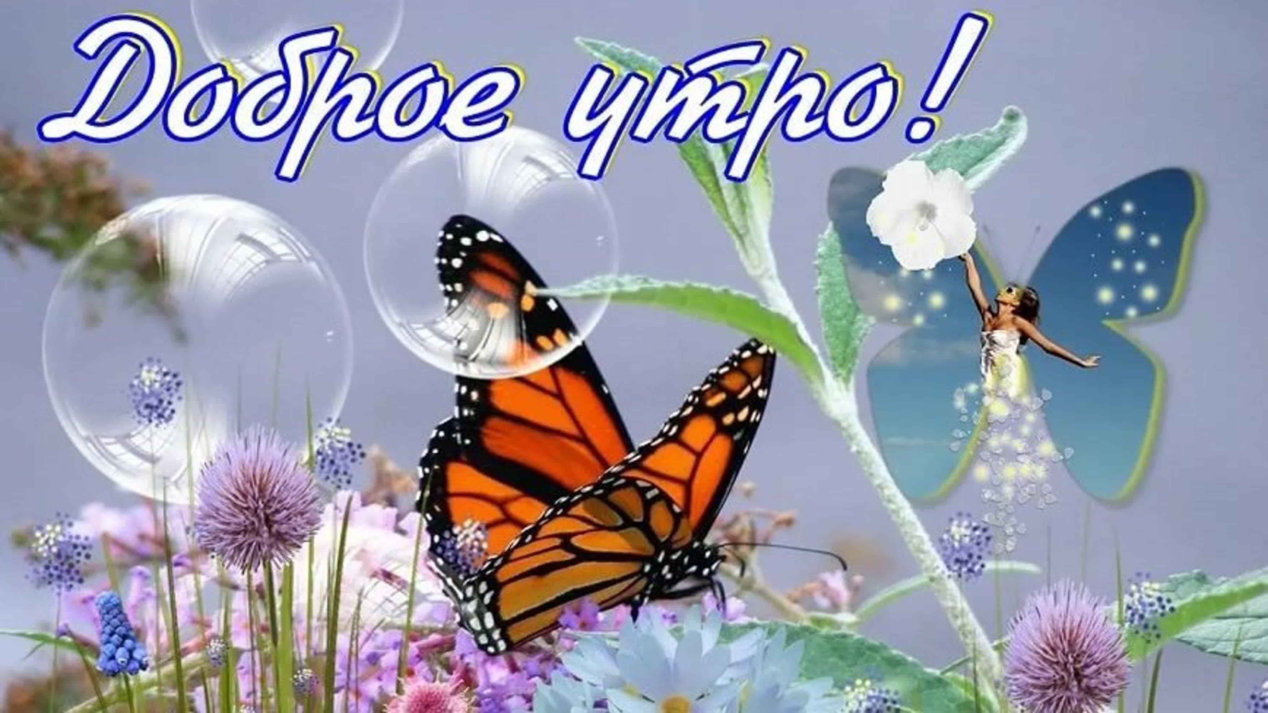 Доброго дня с бабочками