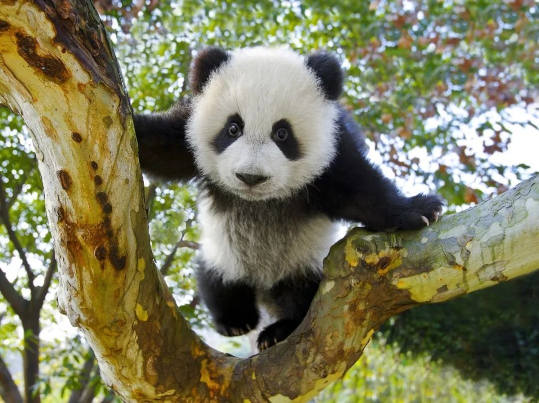 Панда коала милые животные Китая