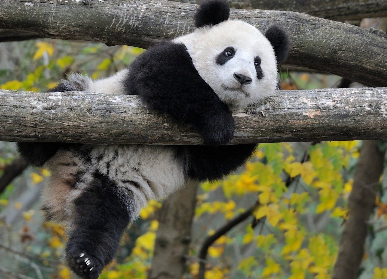 Большая Панда символ Китая