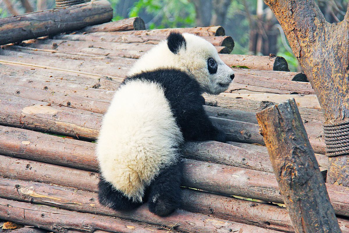 Панда в зоопарке Новосибирск