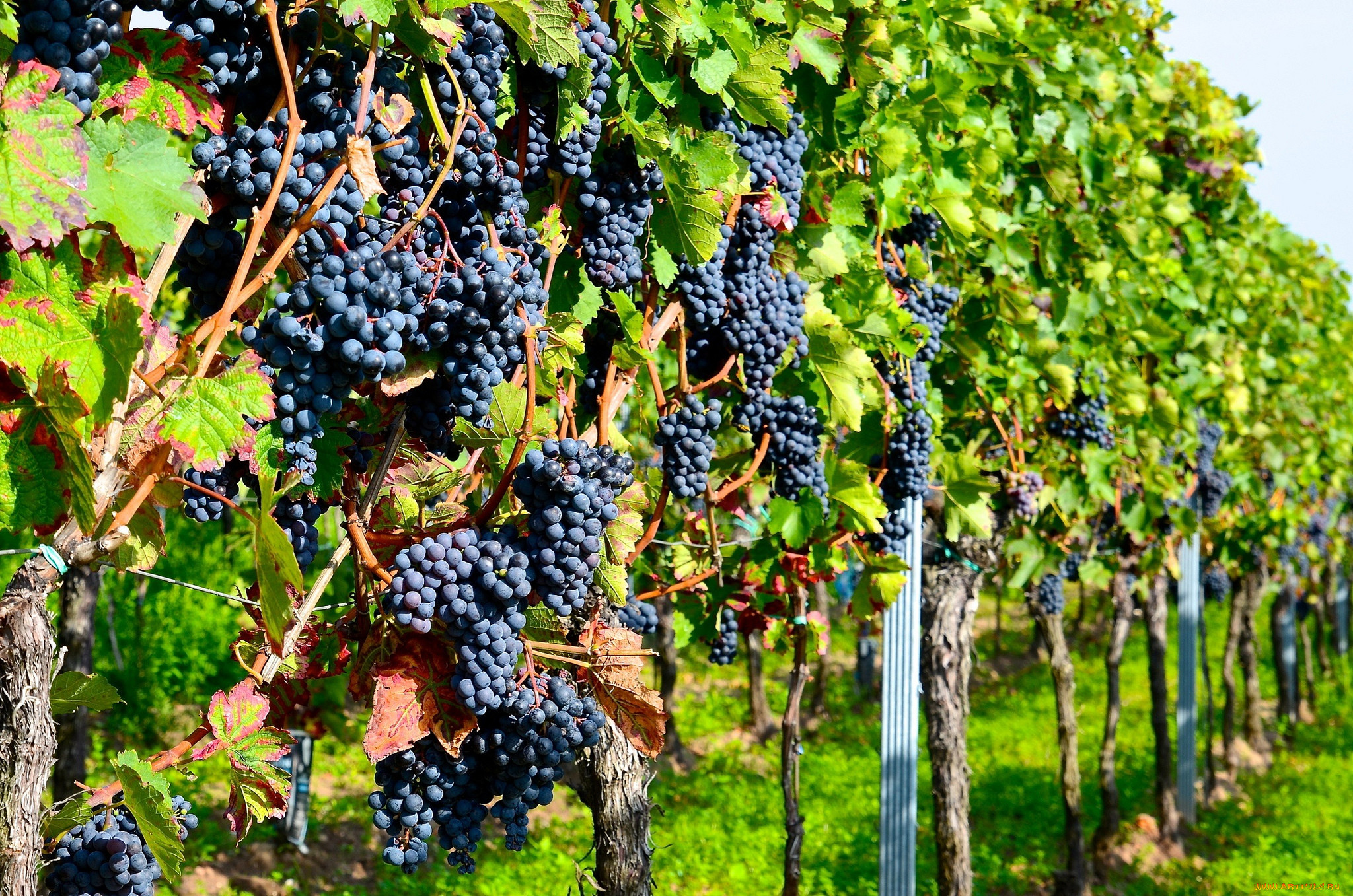 Виноград лоза виноградники