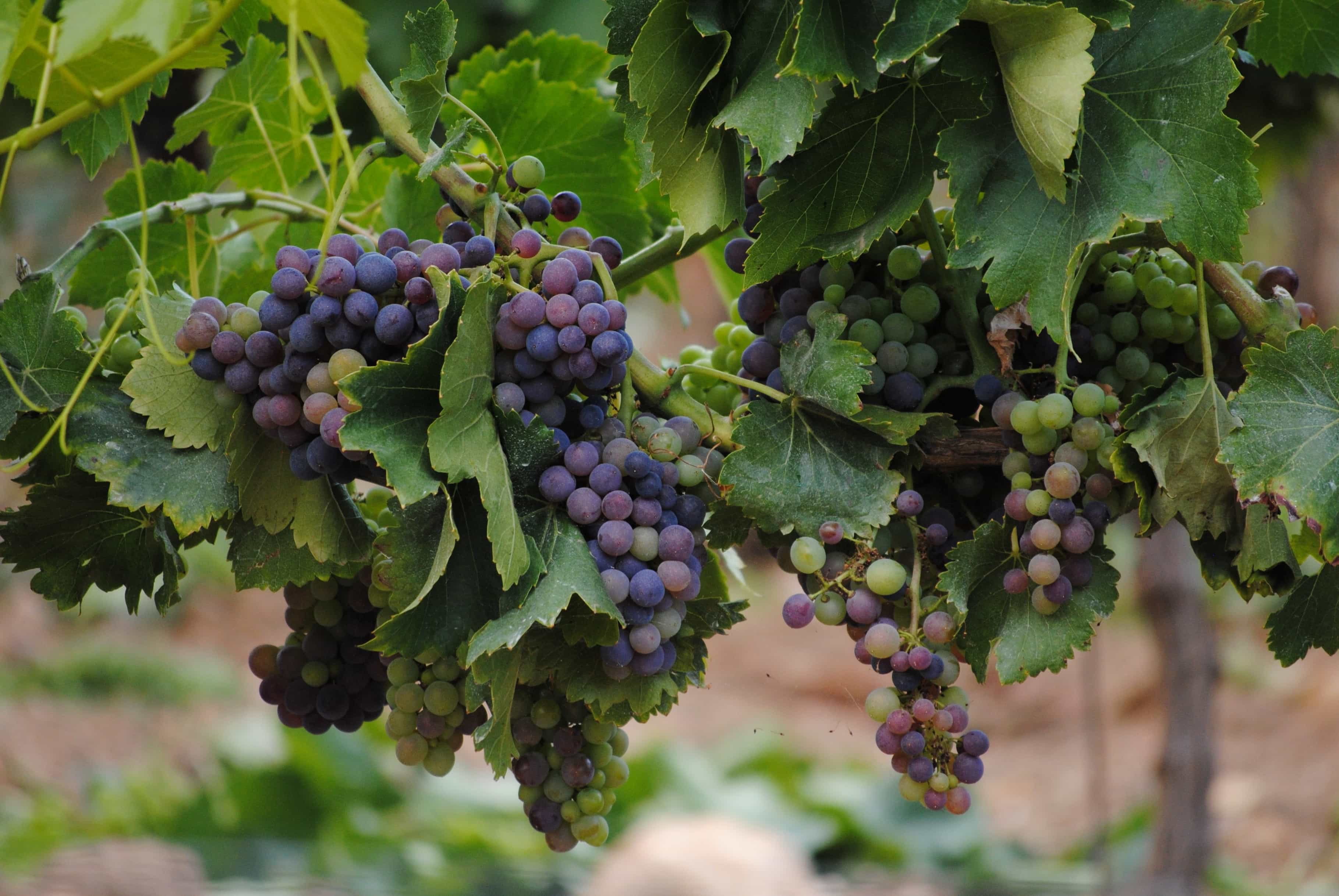 Виноградная лоза Гагаузии