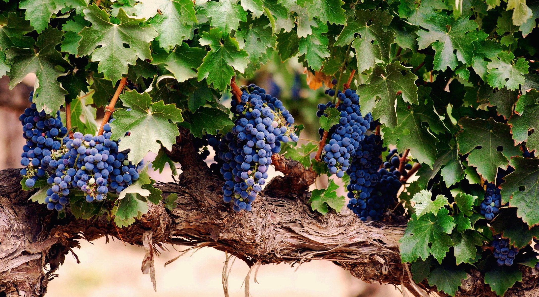 Синий виноград Саперави