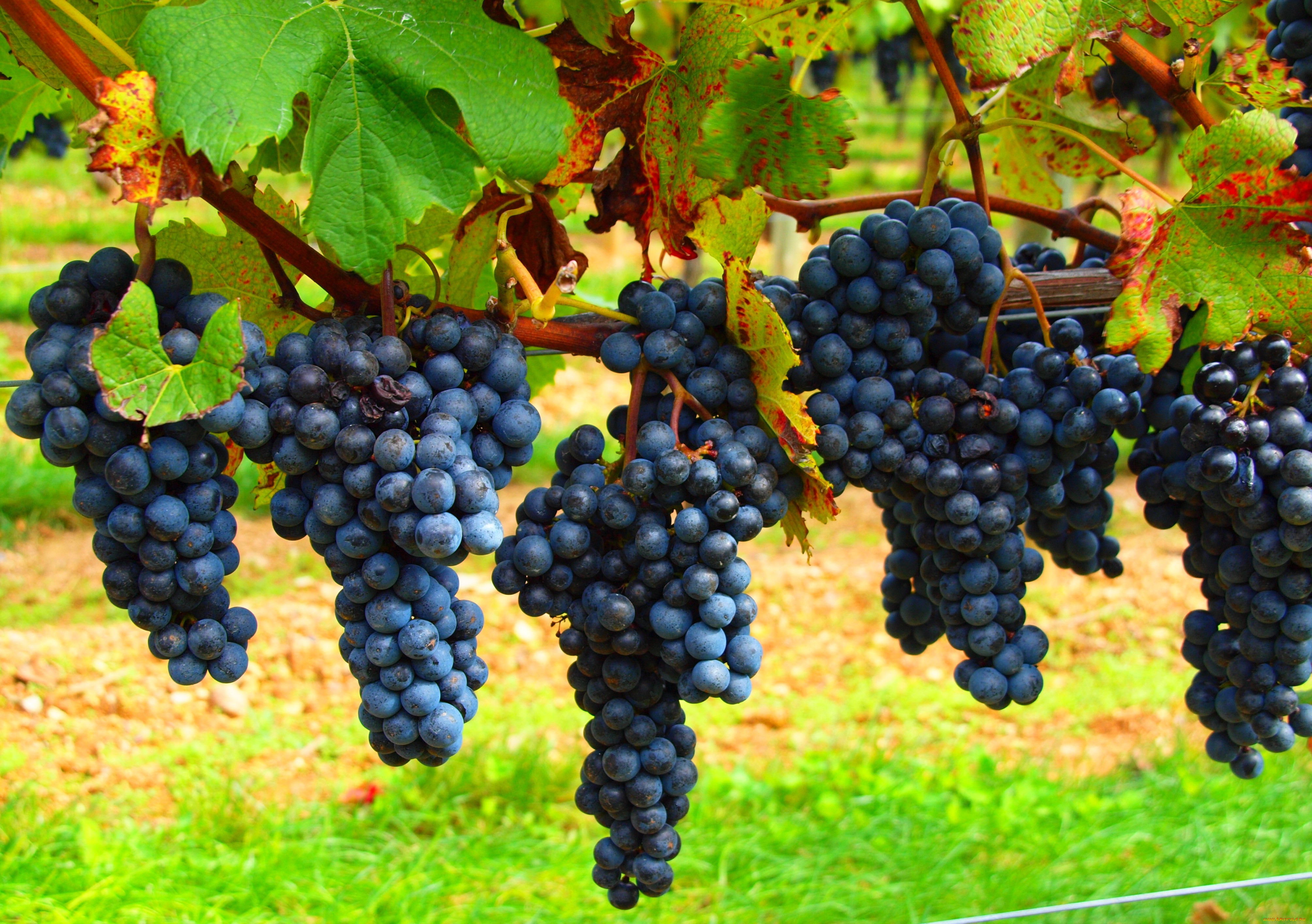 Черные неукрывные Винные сорта винограда