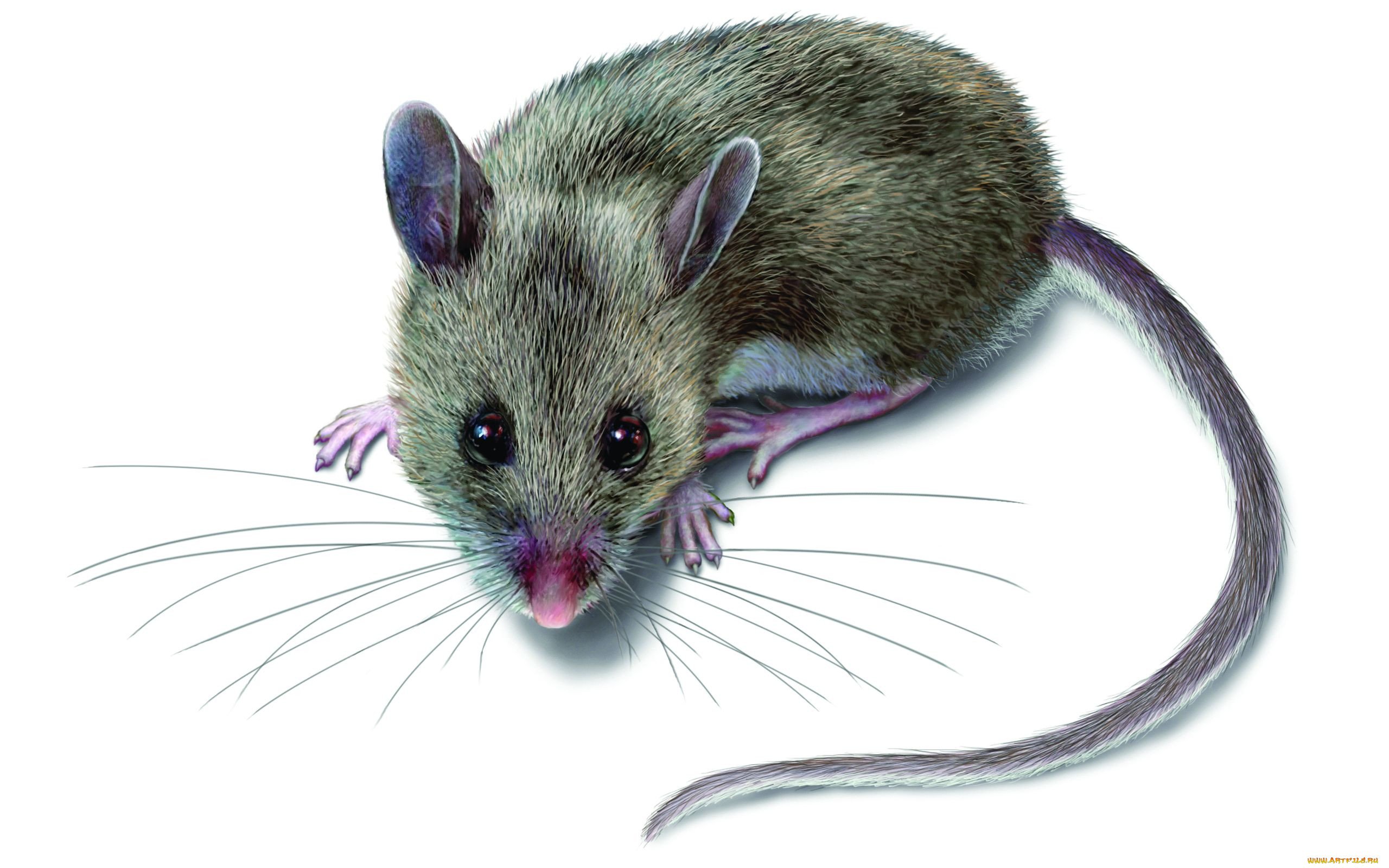 Изображение мышки