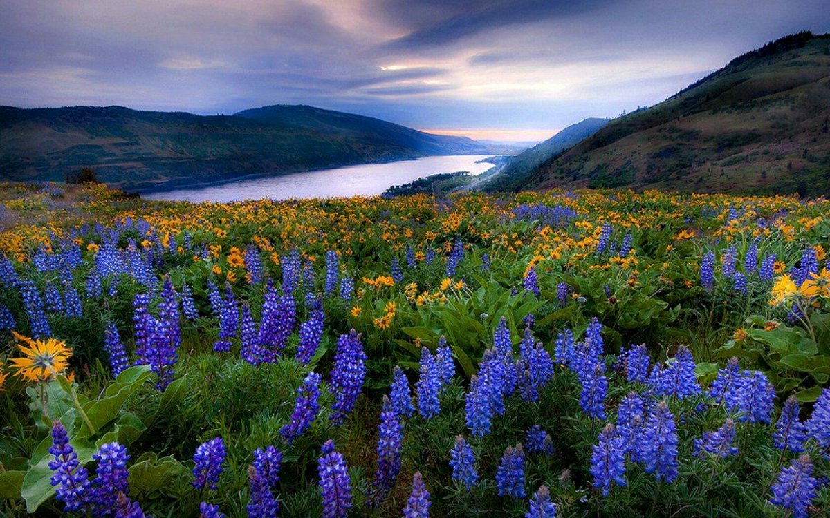 Голубые горные цветы