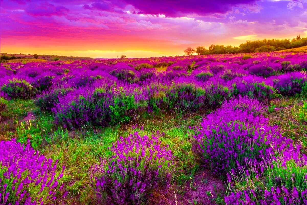 Природа фиолетовые цветы