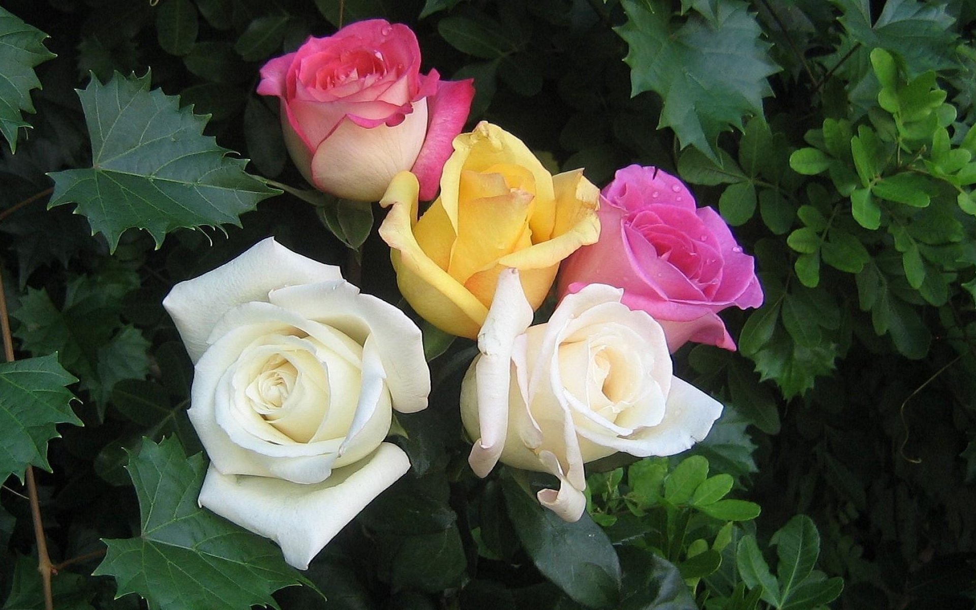 розы фото цветов - 2743608
