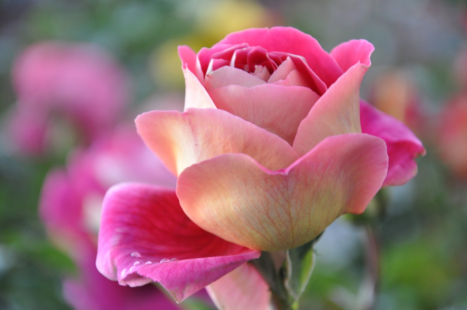 Крупные розовые цветы