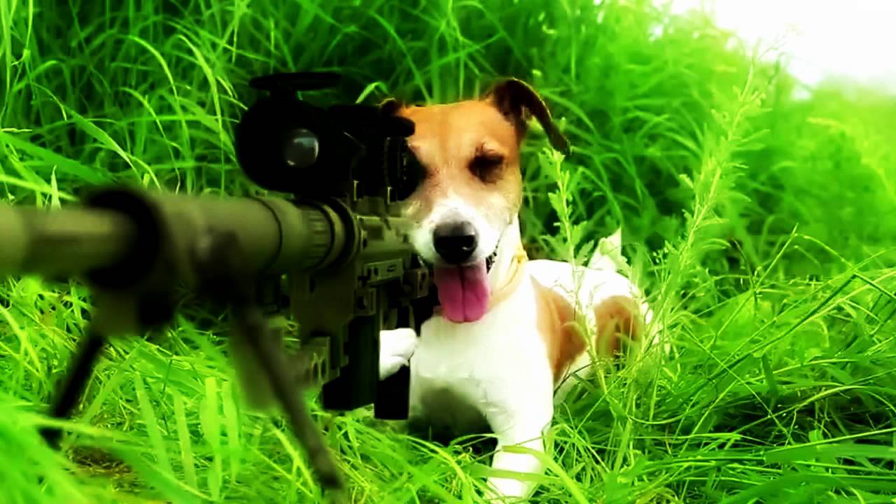 Пёс со снайперкой