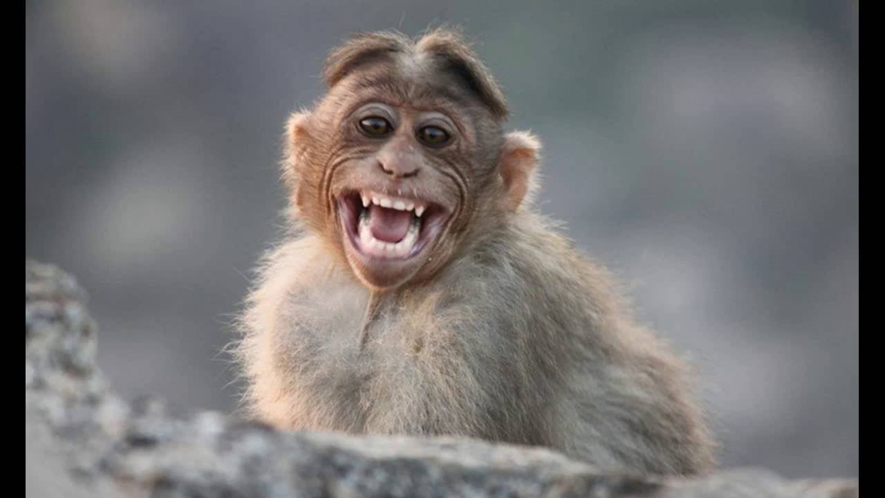 Радостная обезьянка