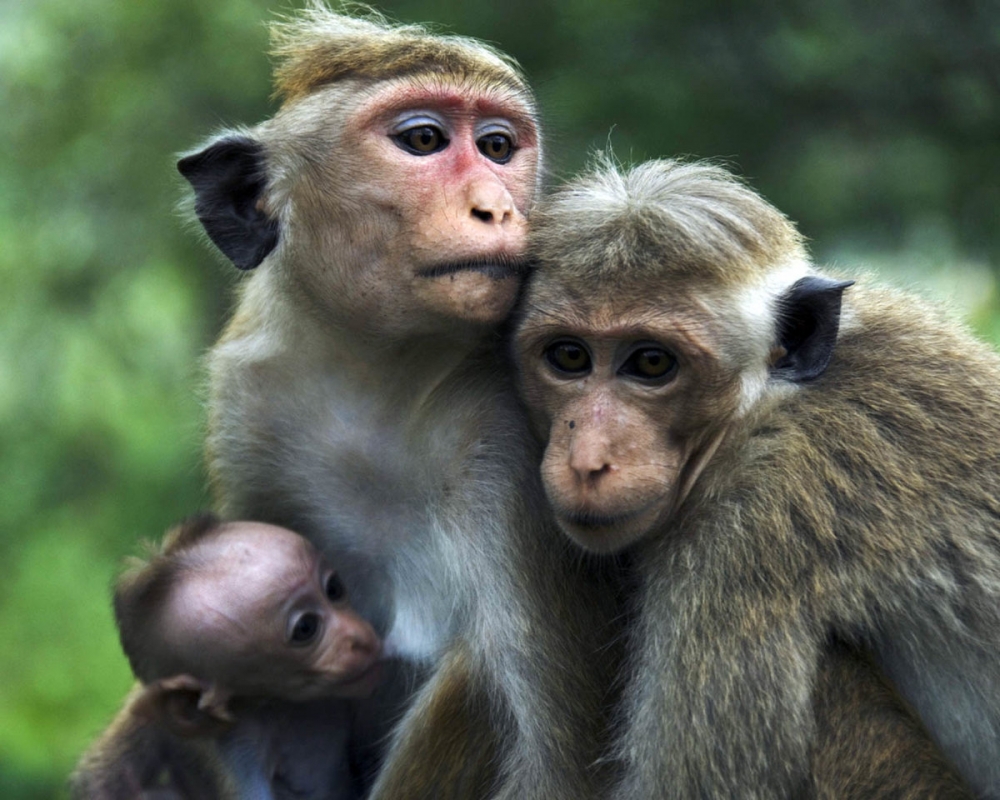 Фото обезьяны