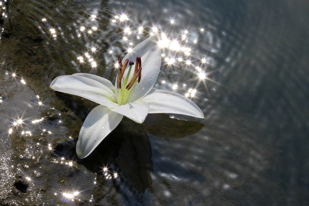 Белые цветы и вода