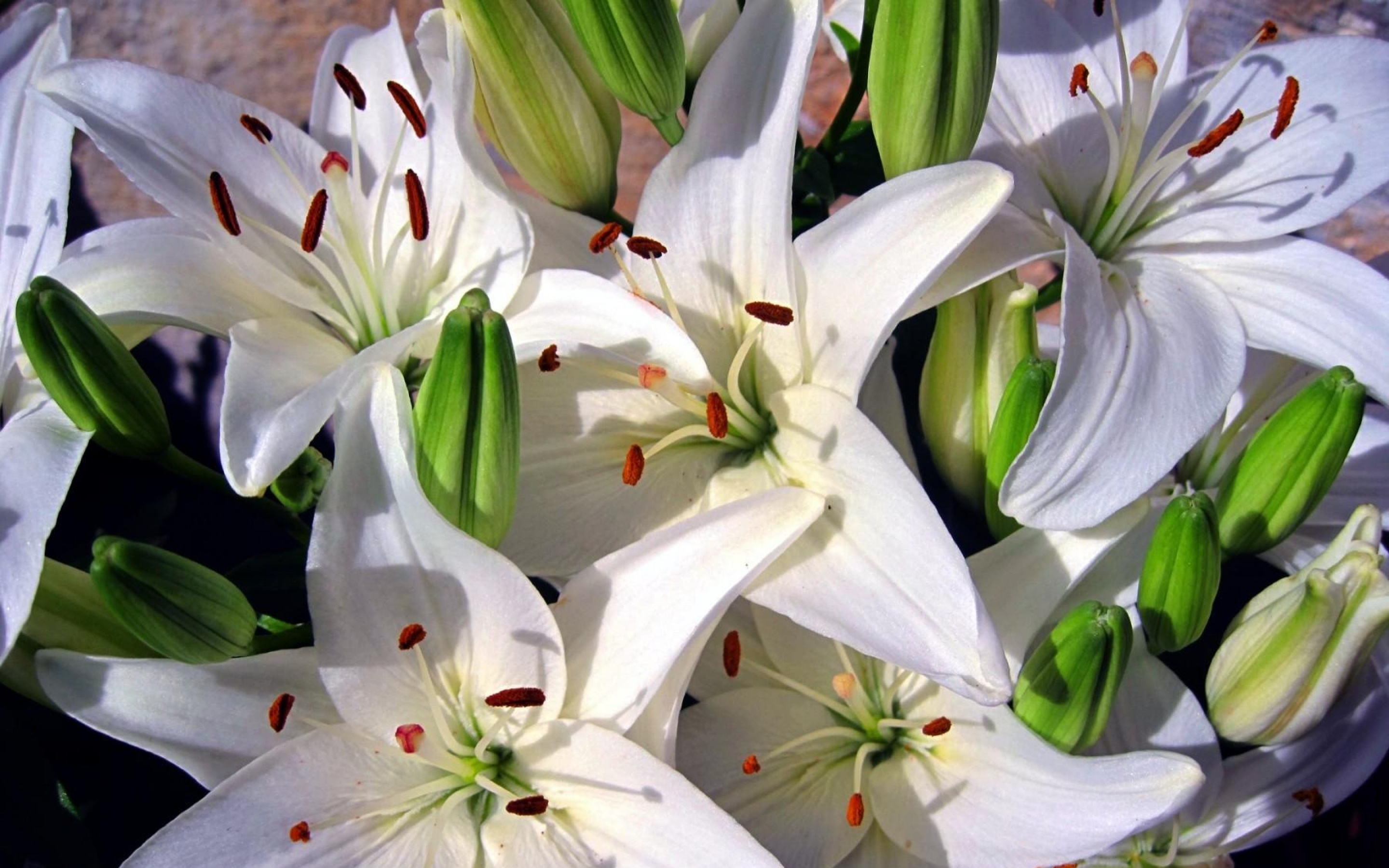 Растения лилии Уайт Тайгер
