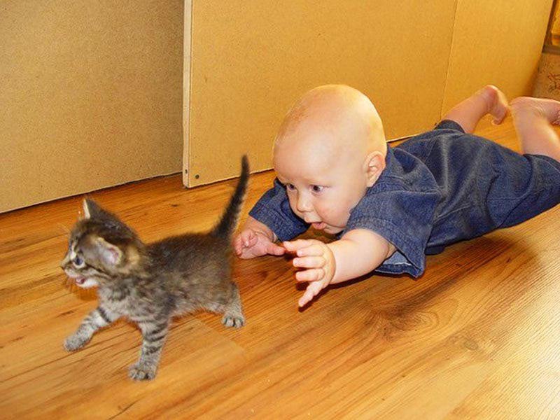 Кошки приколы для детей