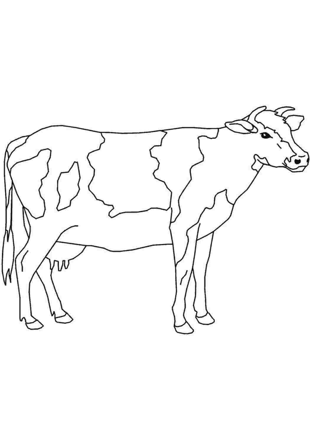 как нарисовать корову - 5569027