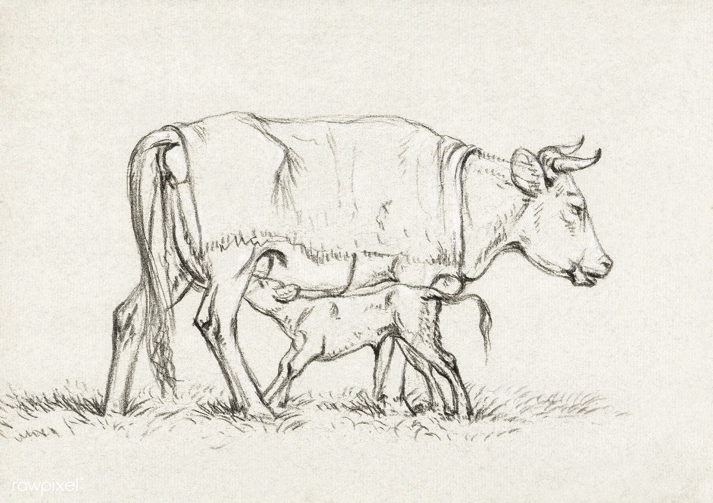 Корова рисунок углем