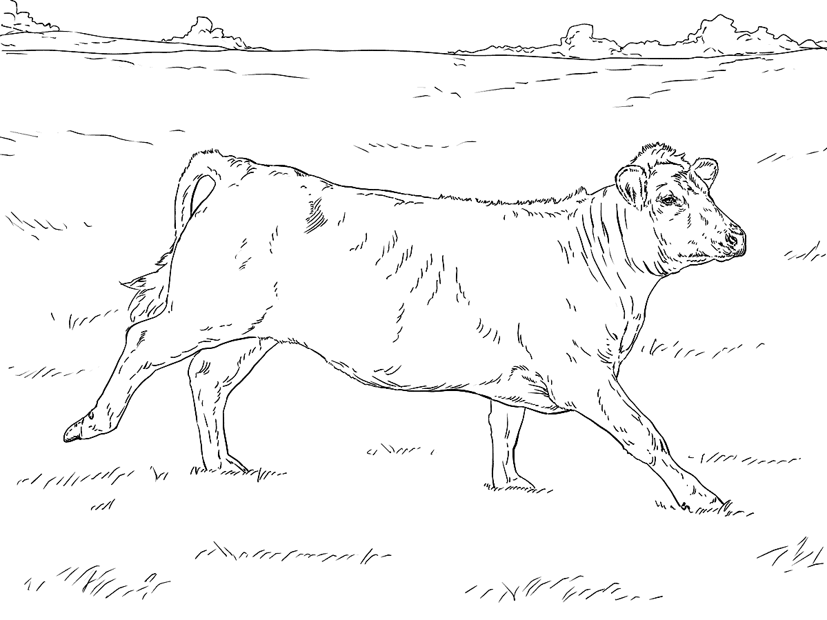Раскраска коровы пасутся