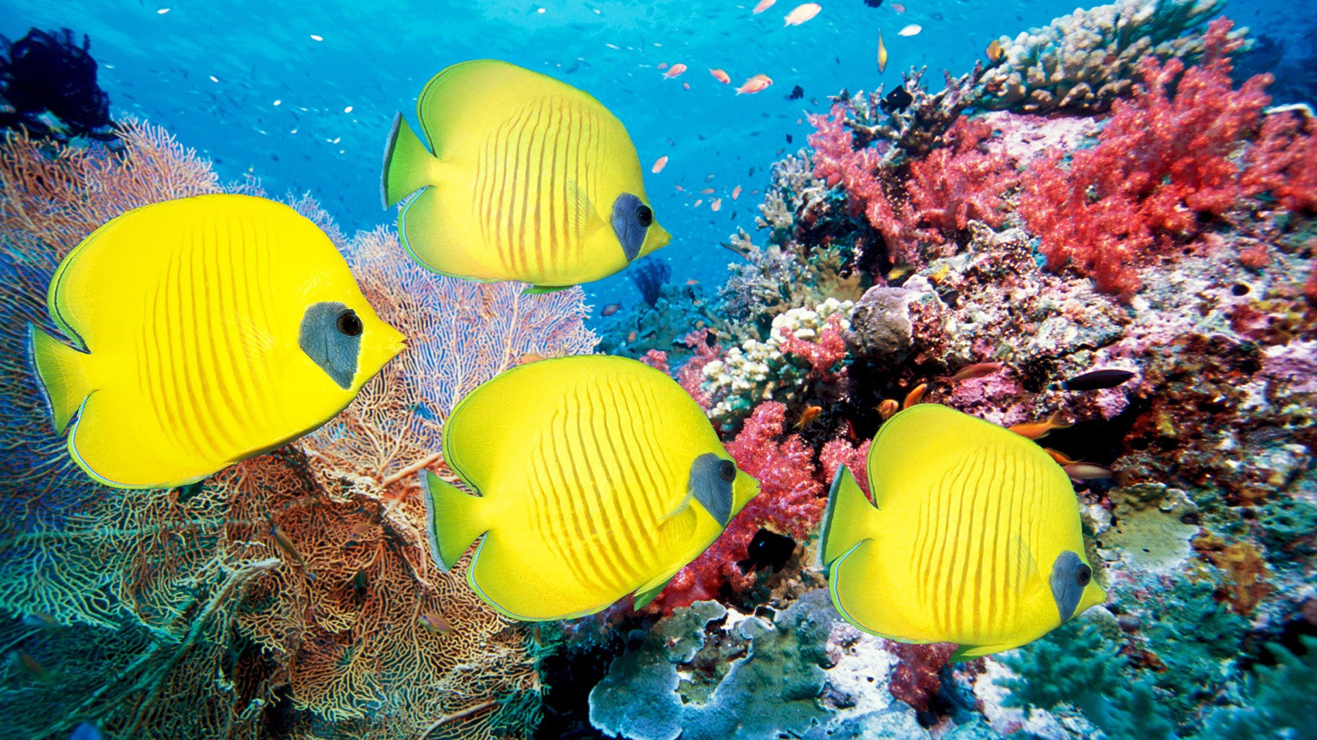 Красивые коралловые рыбки