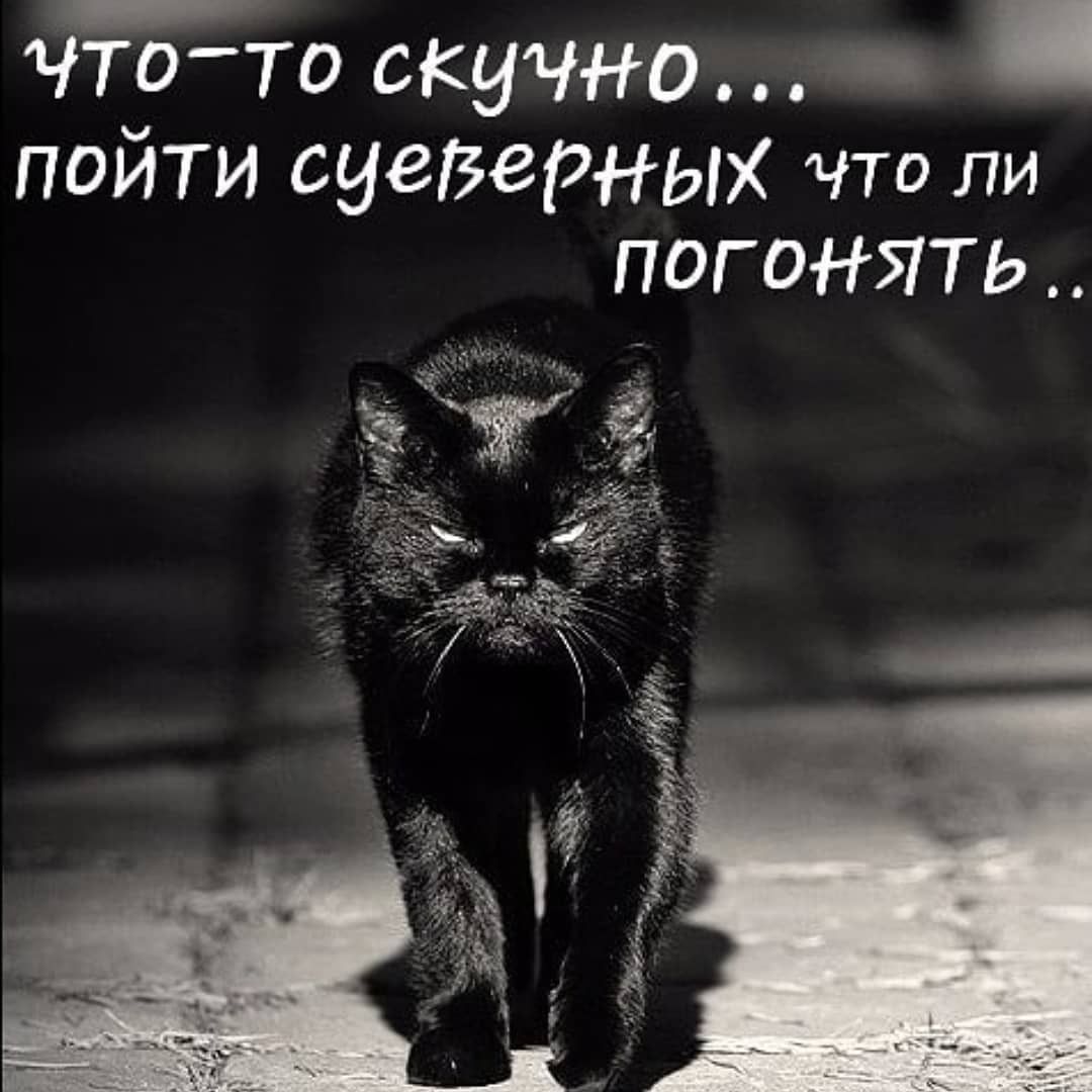 Наглый черный кот
