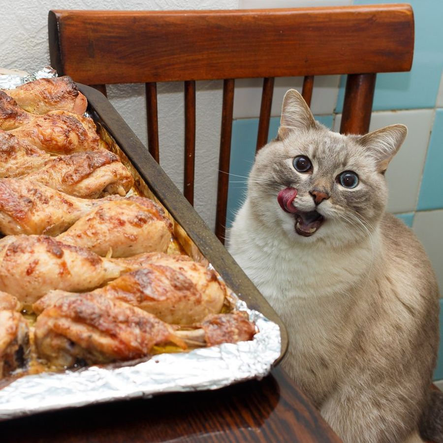 Кот с пирогом