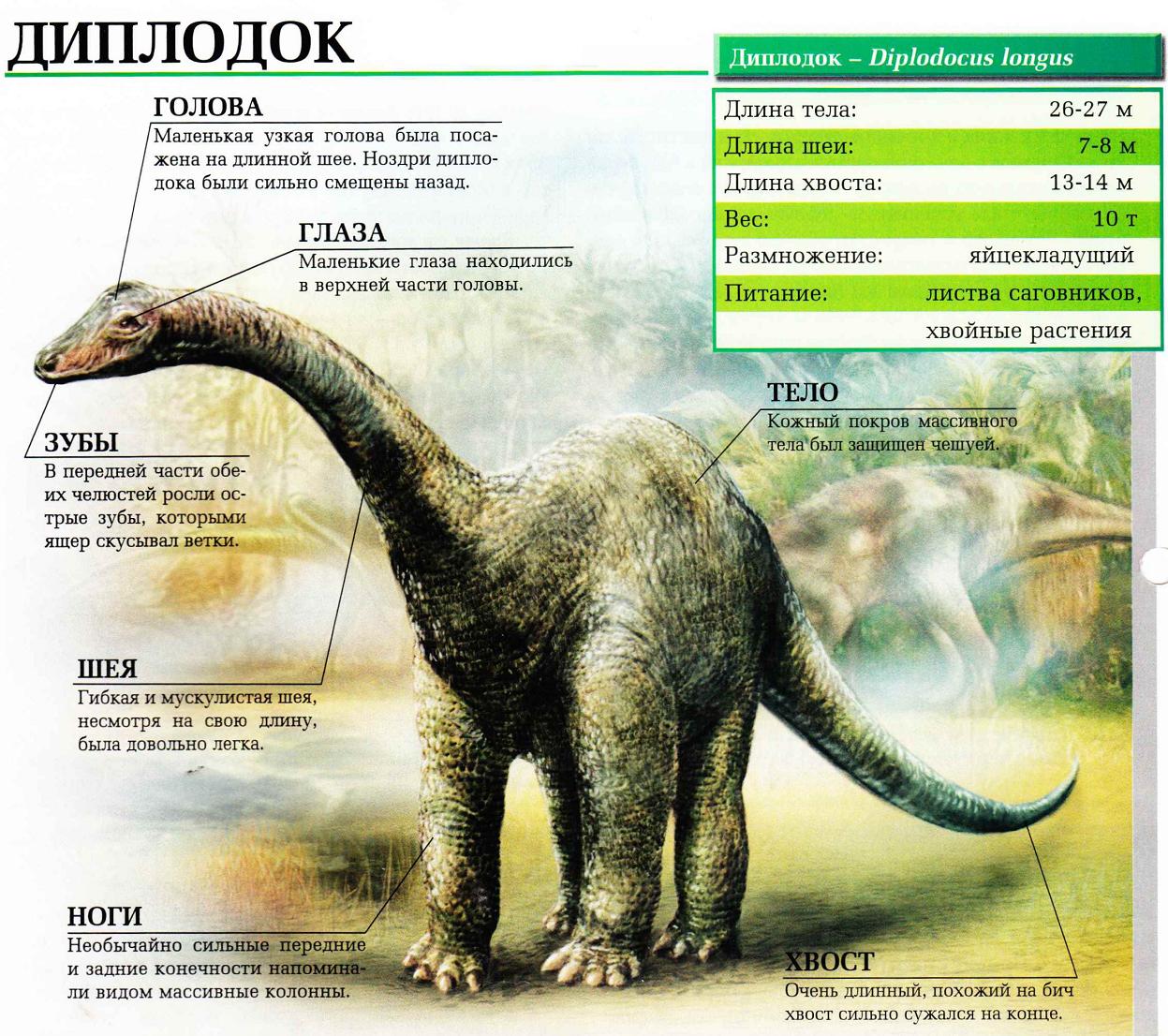 Диплодок динозавр описание для детей