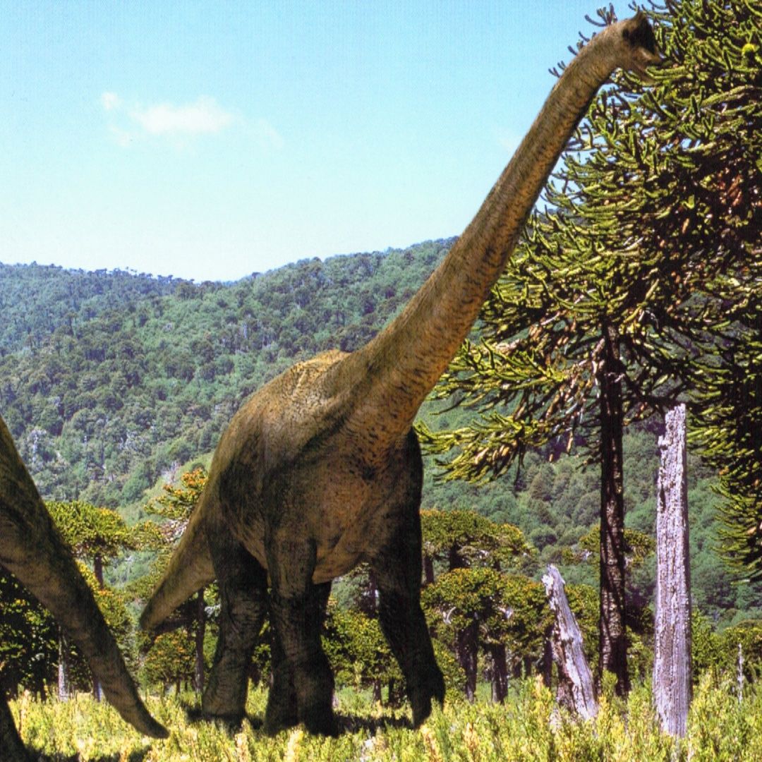 Брахиозавр динозавр Диплодок