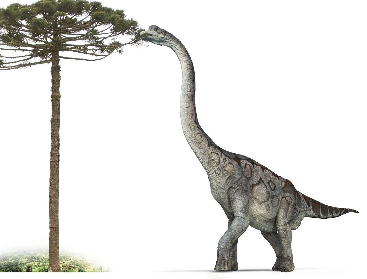 Брахиозавр и Диплодок