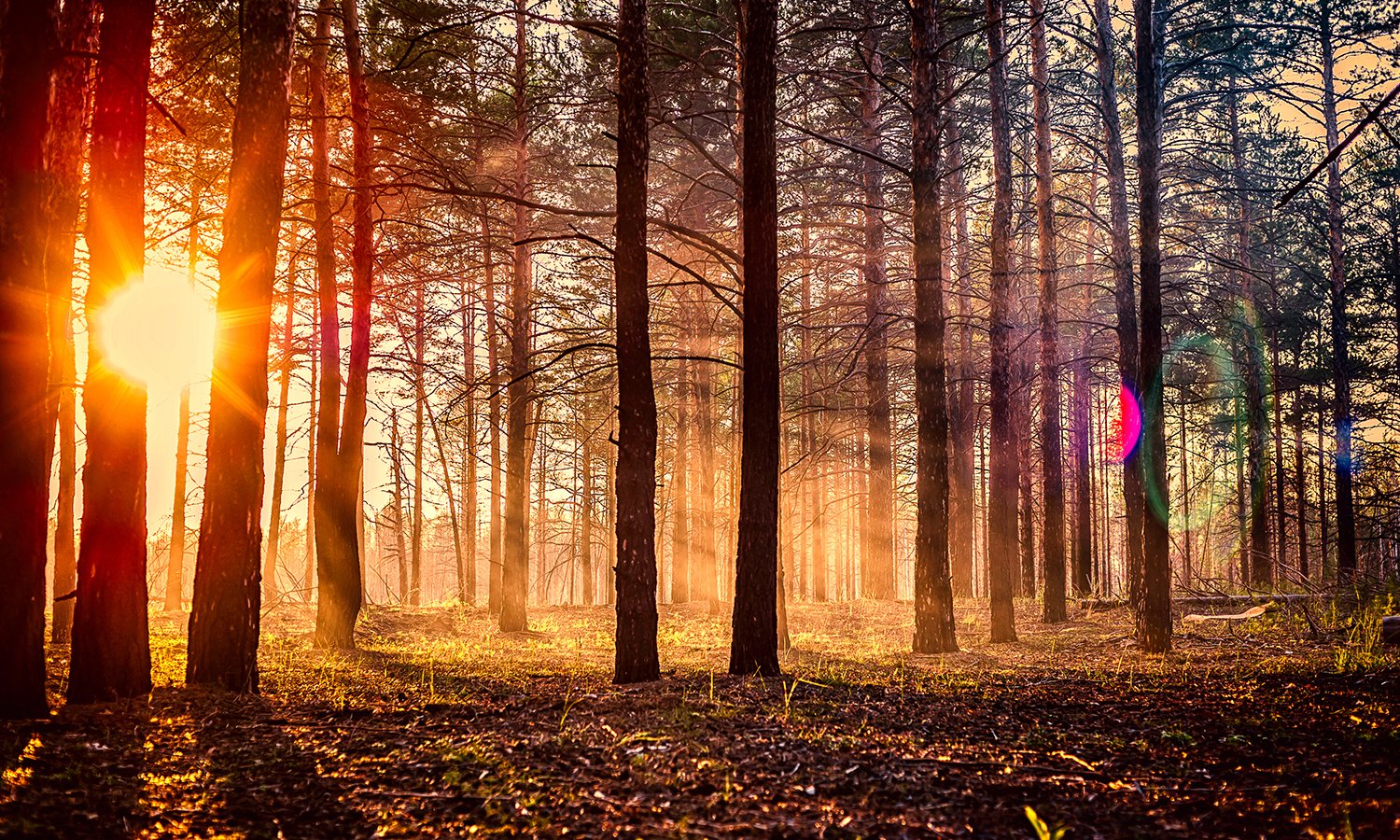 Закат в Сосновом лесу