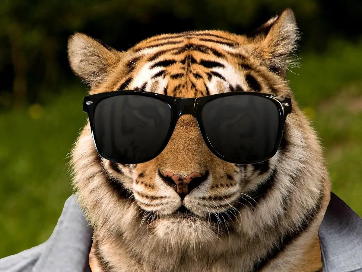 Белый тигр в очках