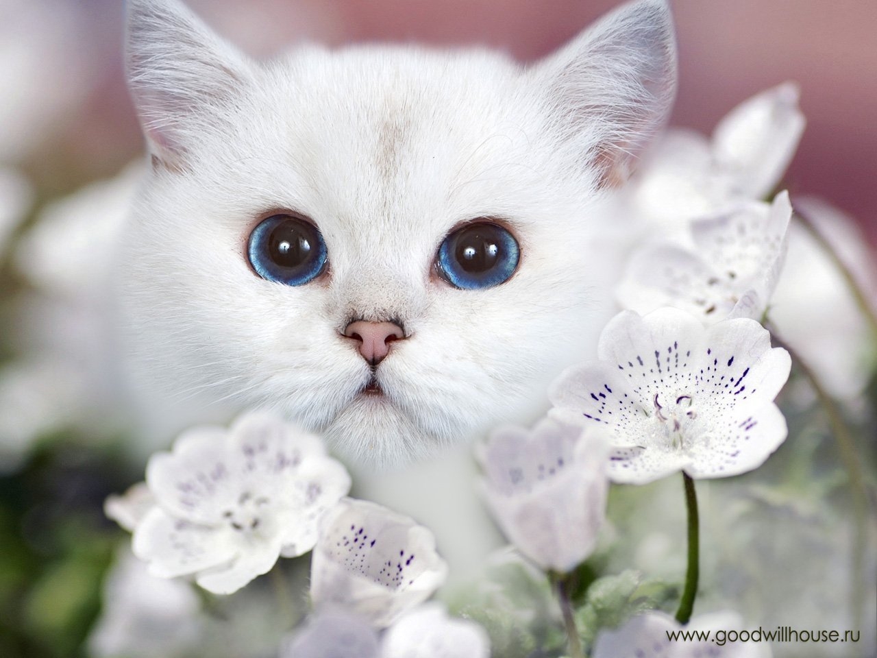 Котенок с красивыми глазками