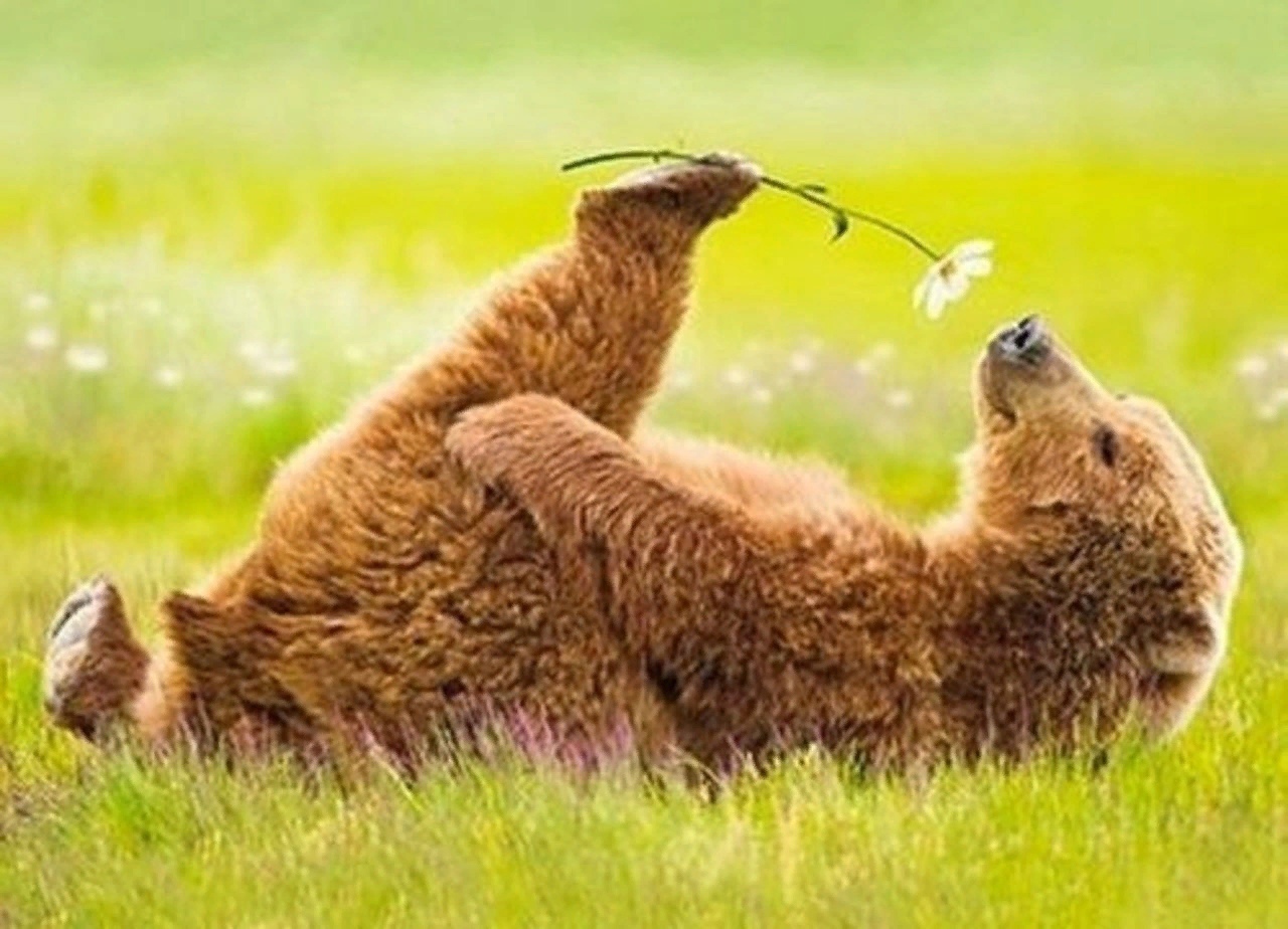 Медведь нюхает цветок