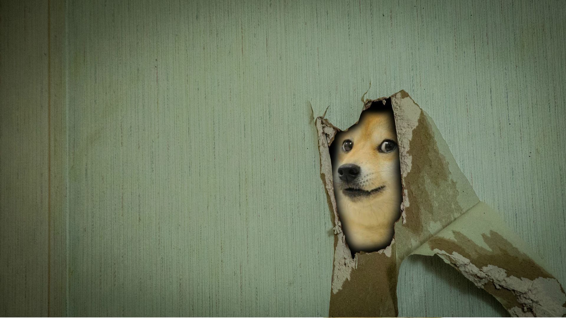 Собака на фоне стены