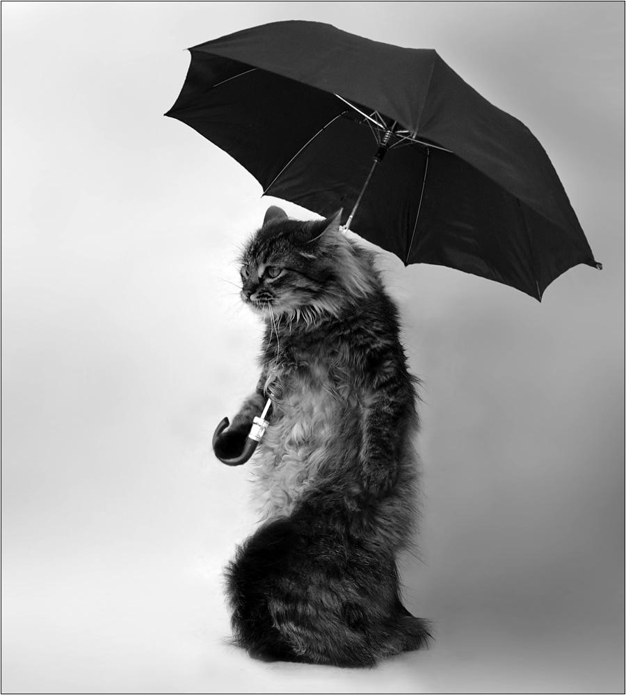Кот с зонтиком под дождем