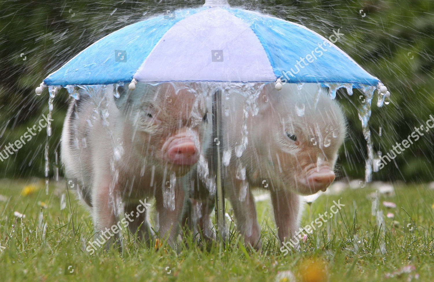 Животные под зонтом